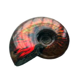 水玉冰魄天然斑彩螺把玩 光彩好彩螺化石把玩件手把件 菊石化石