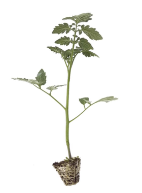 老品种普罗旺斯番茄苗四季盆栽苗