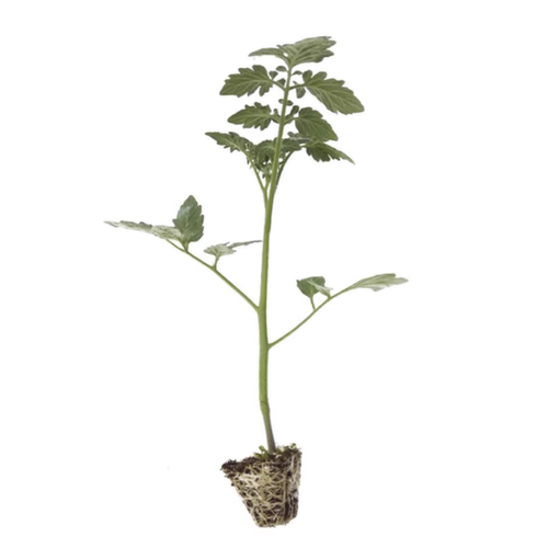 老品种普罗旺斯番茄苗秧春季沙瓤大粉西红柿秧子四季阳台盆栽蔬菜