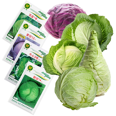 农科院甘蓝种子圆白菜卷心菜包菜紫洋白菜孢子羽衣甘蓝蔬菜种籽孑