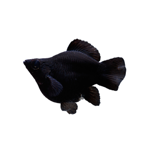 胎生鱼活体玛丽球淡水广温小鱼易繁殖鱼好养热带观赏鱼新手闯缸鱼