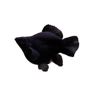 米多奇玛丽球活体观赏鱼好养