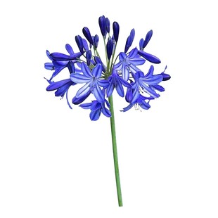 百子莲宿根苗根室内庭院多年生花卉种植开花盆栽四季耐寒多年开花