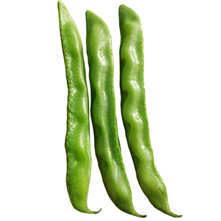 早熟眉豆扁豆种子种籽绿眉豆架豆四季豆鹊豆阳台盆栽春播蔬菜种子
