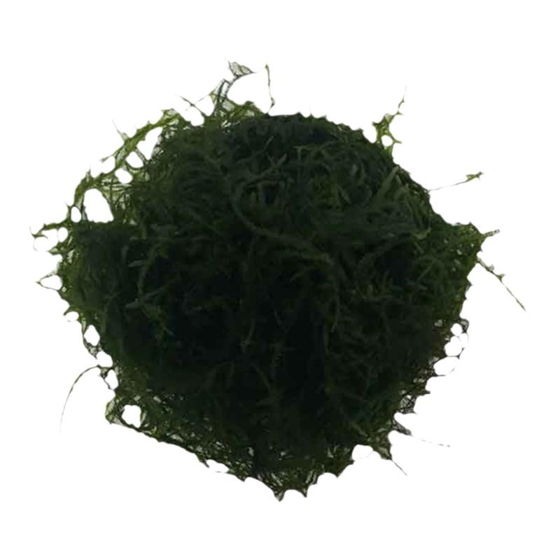 包邮大小三角垂泪水草MOSS莫斯树