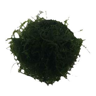 散装垂泪莫斯小大三角摩丝慕斯摩斯莫丝莫斯水草鱼草缸造景莫斯树