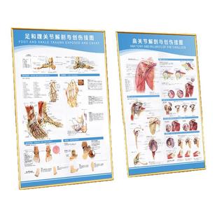 医学解剖挂图示意图医院人体关节手足结构运动康复宣传画骨科贴纸