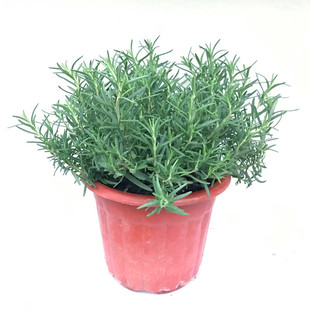 迷迭香盆栽 可食用香草基地直发 匍匐迷迭香 耐寒易养香草 包邮