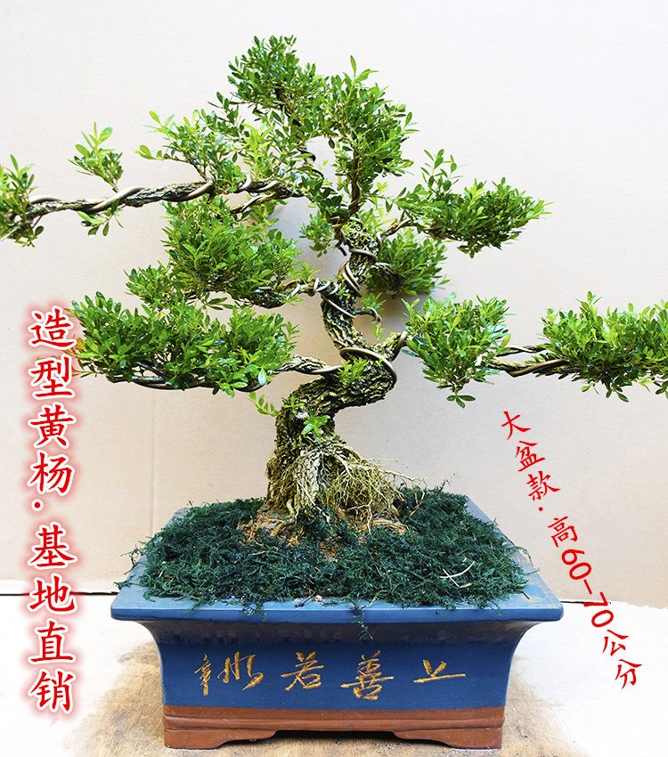 名贵黄杨树盆栽造型老桩客厅办公室绿植花卉小叶雀舌黄杨四季常青