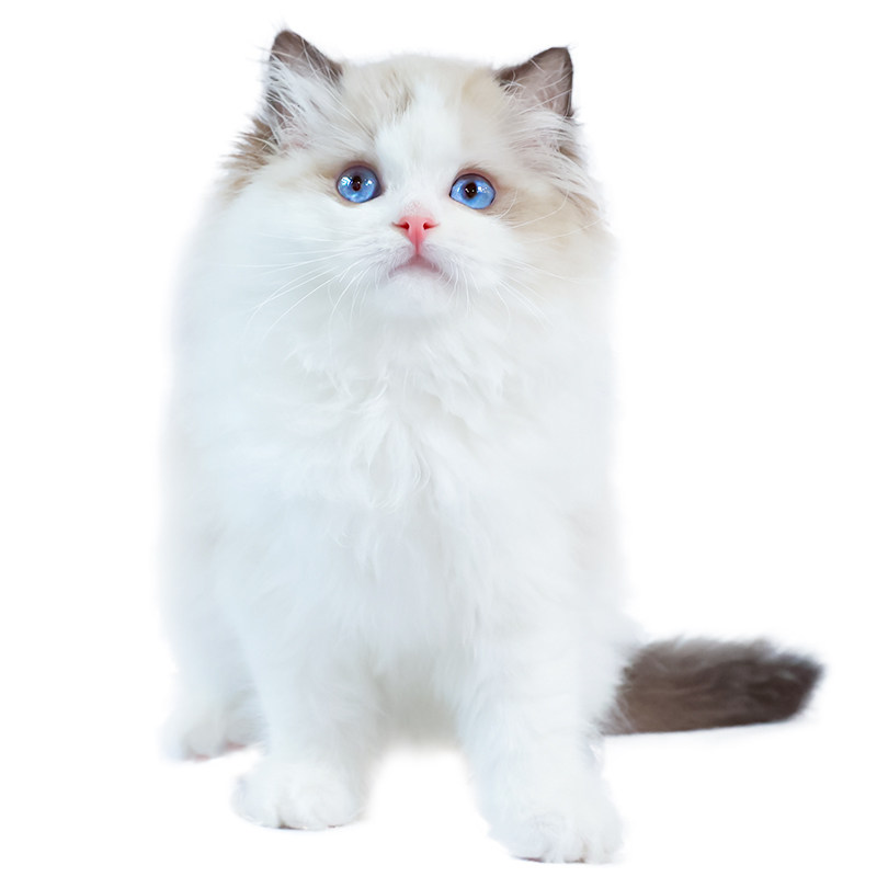 长毛爆毛蓝眼睛仙女布偶猫白色