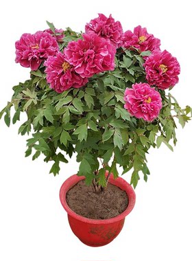 重瓣芍药花苗带芽种根阳台盆栽庭院地栽耐寒鲜花观赏牡丹花卉植物