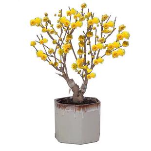 腊梅花盆栽树苗丛生地载庭院风景树耐寒红梅矮化老桩原生素心蜡梅