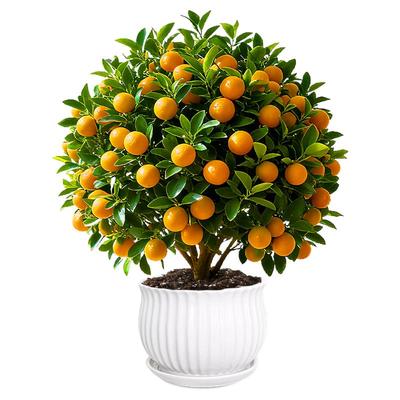 【适合新手】金桔树盆栽带果发货