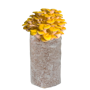 榆黄蘑蘑菇种植包平菌包家种菌菇香菇食用袋装家庭新鲜菌棒盆栽