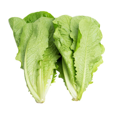 蔬菜种子紫色四季盆栽罗马生菜