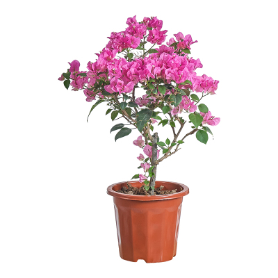 精品三角梅盆栽带花绿樱红重瓣老桩四季开花大苗马斯庭院阳台植物