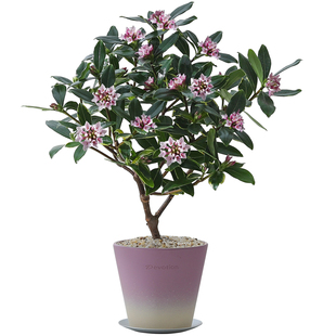 金边瑞香盆栽老桩带花苞室内客厅绿植物净化空气懒人好养花卉盆景