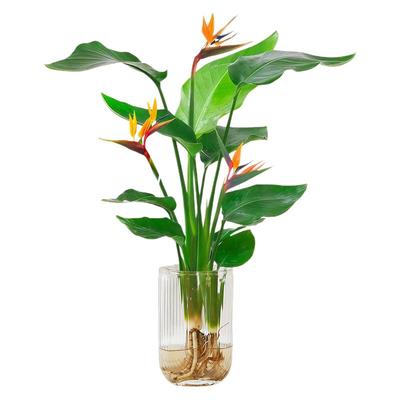 水培植物天堂鸟绿盆栽花卉