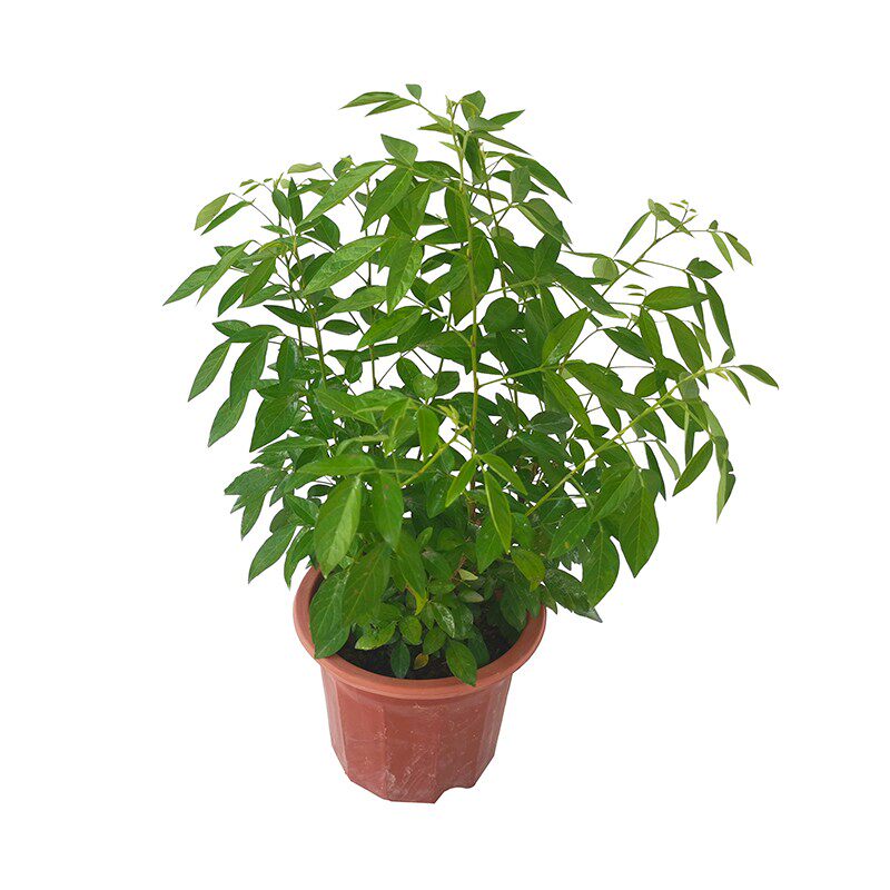 潮汕仙草苗抹草胶己人阳台盆栽