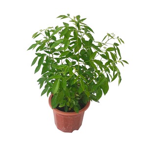 潮汕仙草苗抹草胶己人阳台盆栽