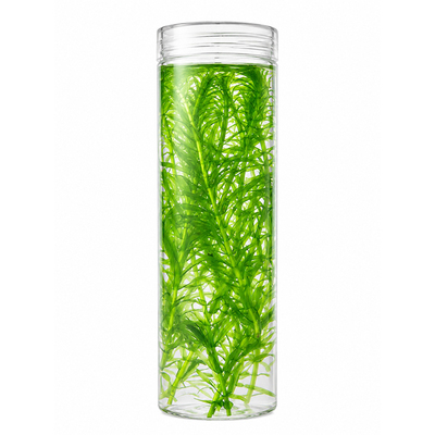 水草植物活净水真草鱼缸水草