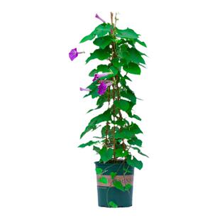 牵牛花盆栽喇叭花室内阳台室外庭院爬藤爬墙花卉开花不断攀爬植物