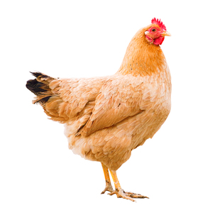 杨博士皖南土鸡深山散养原粮饲喂30型老母鸡现抓现发