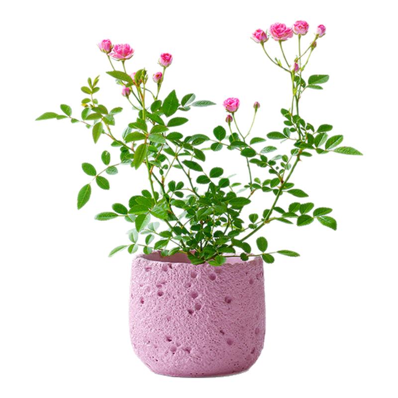 粉花姬月季盆栽带花苞桌面阳台美观好养新手绿植办公室内花卉礼物