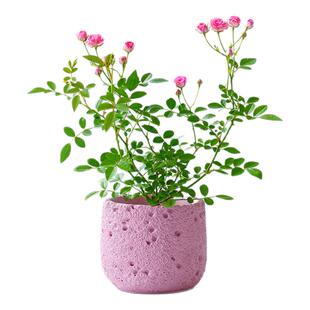 粉花姬月季盆栽带花苞桌面阳台美观好养新手绿植办公室内花卉礼物