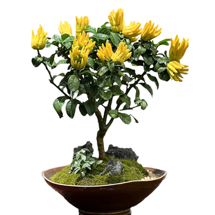 佛手树盆栽带果佛手柑果树苗新鲜观赏闻香室内客厅盆景绿植物好养