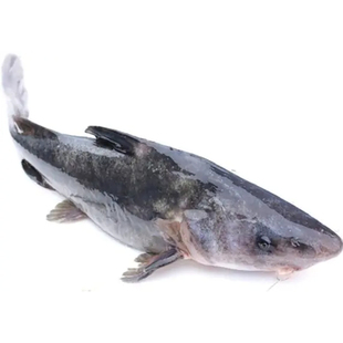 【江团】非清江鱼鲜活现杀新鲜长吻肥沱王回头渡红烧烤鱼钩黔钳鱼