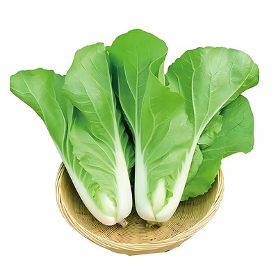 奶油快菜蔬菜种子四季盆栽