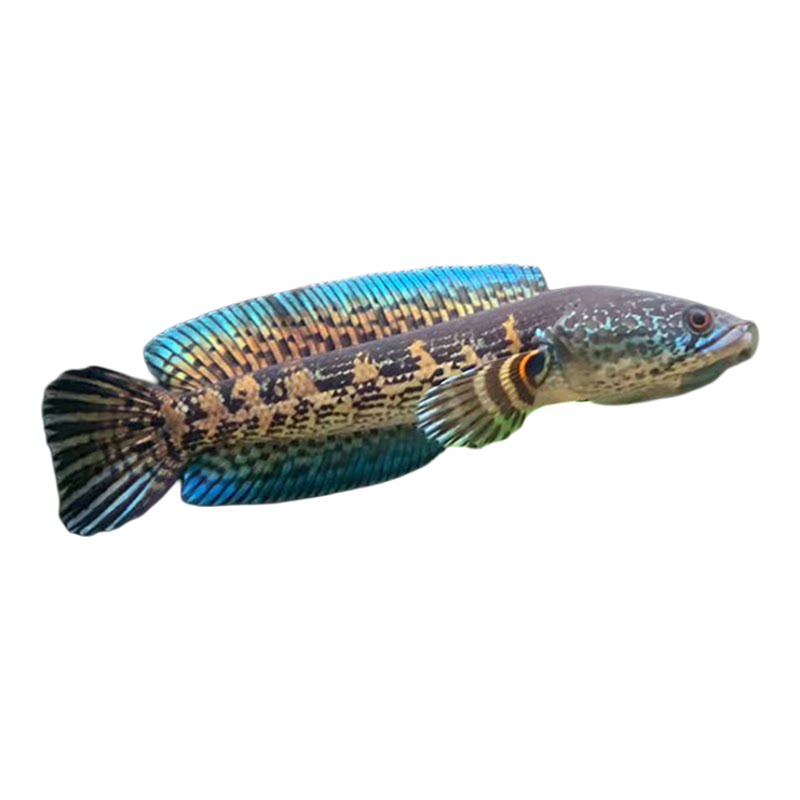 黄金眼镜蛇雷龙鱼凶猛热带观赏鱼淡水宠物鱼大型雷龙肉食性鱼苗