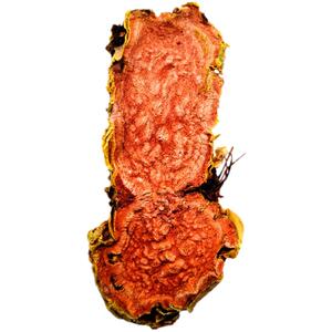 红景天西藏特产玫瑰带皮大花255g抗高反药材原料白肺泡水喝可打粉