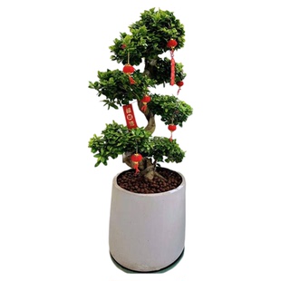 金钱榕树盆栽客厅办公室招财绿植摇钱树乔迁送礼植物四季常青好养