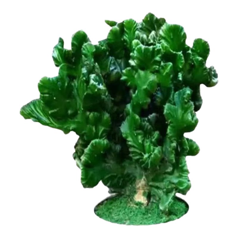 彩麒麟玉麒麟多肉植物