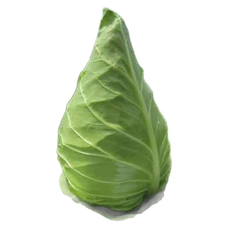 绿甘蓝苗紫甘蓝牛心包心菜苗种籽高产卷心菜大头菜阳台盆栽蔬菜苗