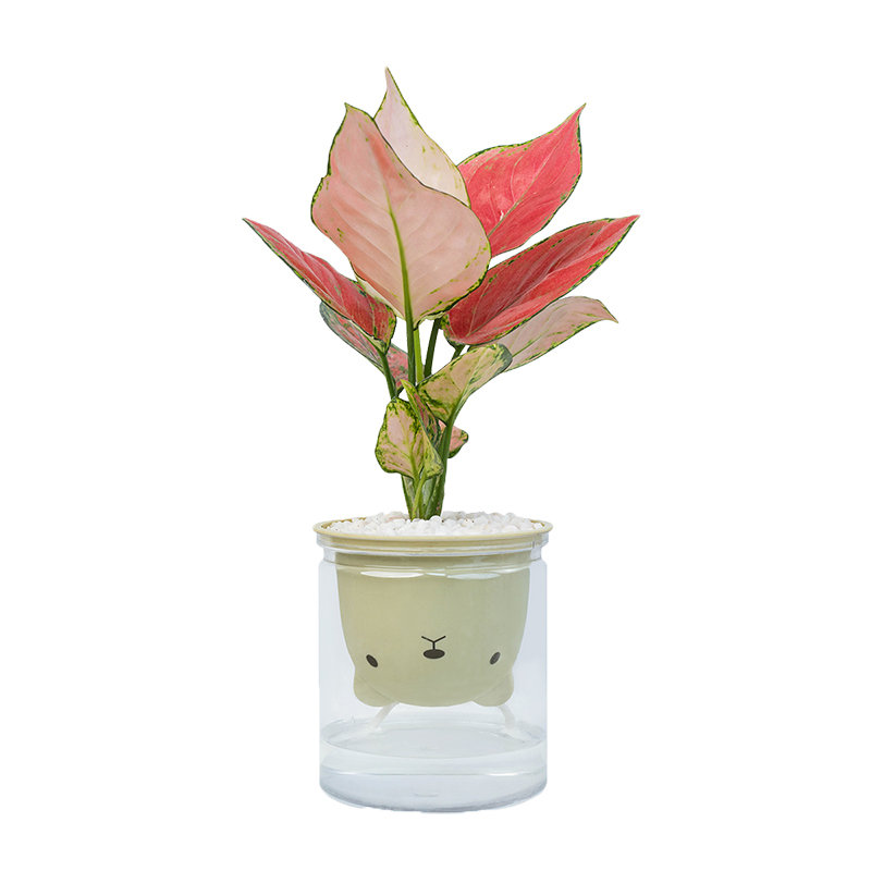 水培植物吉利红如意办公室内桌面摆件净化空气四季好养绿植盆栽