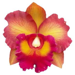 番茄雅韵堂Rlc. Nakornchaisri Delight泰国2号大花卡特兰兰花香