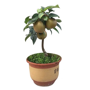 翠玉518梨树苗嫁接早熟特大脆甜翡翠梨苗南北方种植果树盆栽地栽