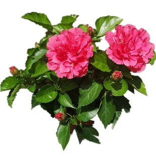 木槿 朱瑾 扶桑花苗牡丹芙蓉盆栽大花芙蓉葵观花植物耐热耐晒包邮