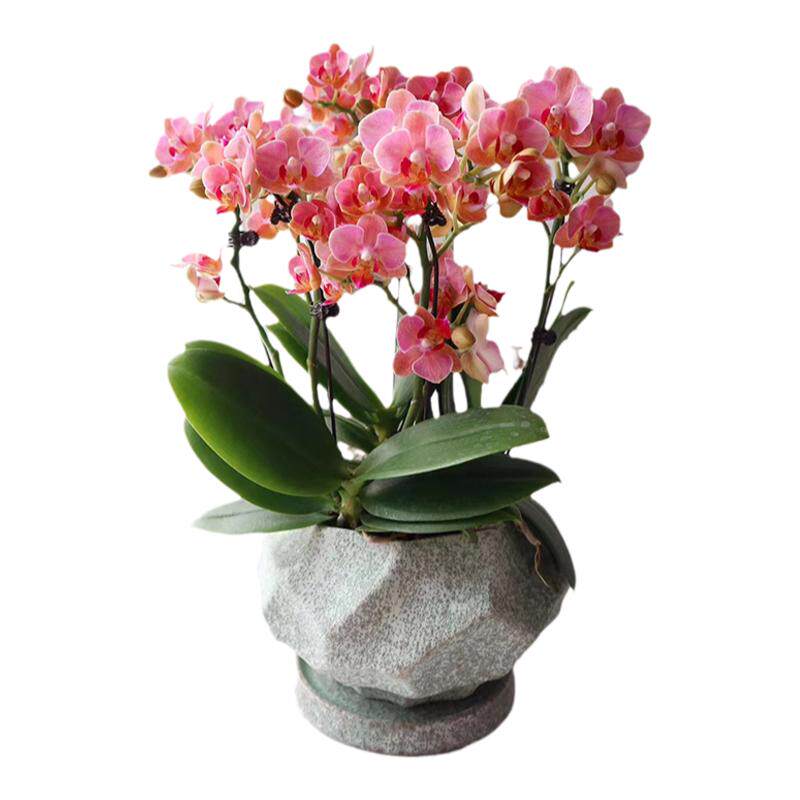 蝴蝶兰真花盆栽同城送花上门