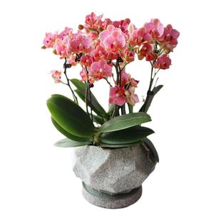 真花蝴蝶兰盆栽鲜花速递全国同城配送广州北京上海深圳杭州生日店