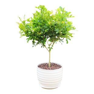 米兰盆栽独杆老桩花苗四季好养花卉植物室内阳台米兰花盆栽清香型
