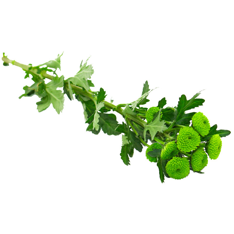 绿彩菊花绿纽扣菊蛋糕装饰