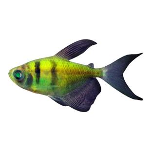 糖果天使鱼观赏鱼青苹果淡水热带鱼小型活鱼好养耐活七彩鱼批发