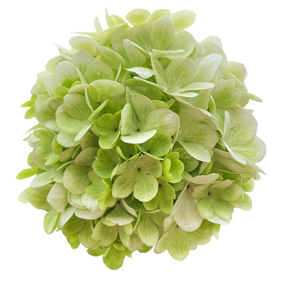 天狼 中华木绣球/麻叶木绣球 喜光庭院花园木本植物花卉耐热耐寒