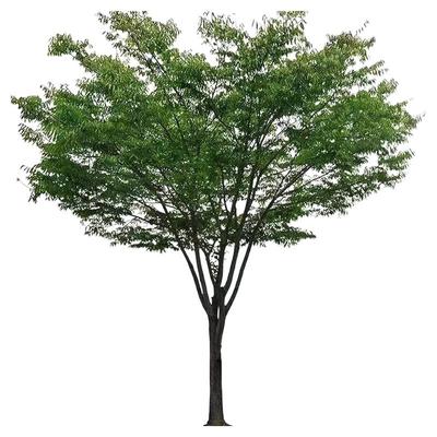 朴树树苗大树园林绿化工程苗木行道拆迁占地庭院朴树苗道路风景树