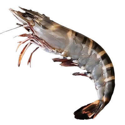 黑虎虾超大海虾鲜活速冻