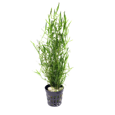 印度小竹节草水草好养鱼缸造景